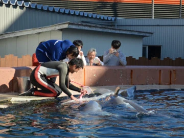 rencontre avec les dauphins femme enceinte