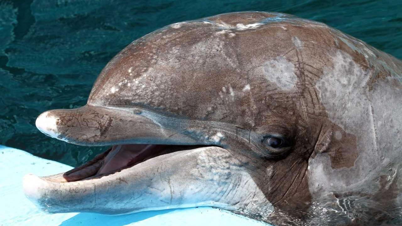 combien de temps dure la rencontre avec les dauphins à marineland